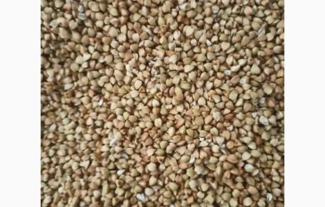 Продам крупу гречану зелену