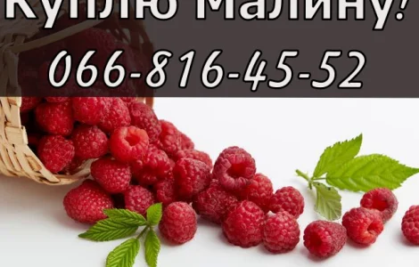 На постійній основі здійснюється закупівля малини