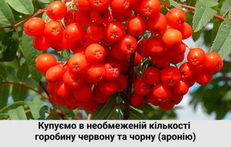Купуємо горобину