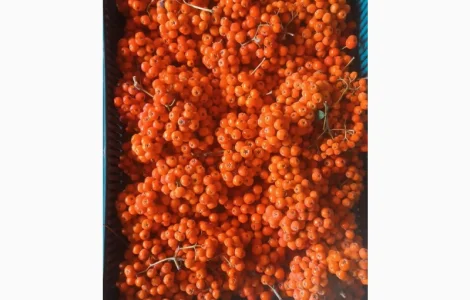 Куплю рябину