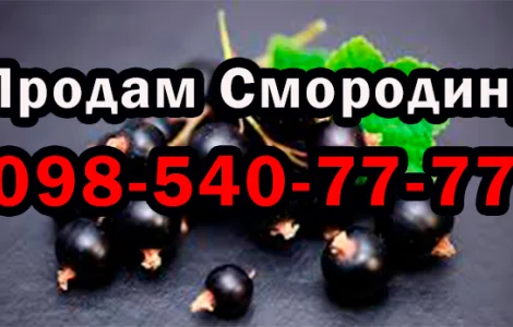 Продам смородину дрібним та великим оптом