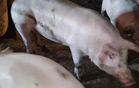 Продам свиней живым весом