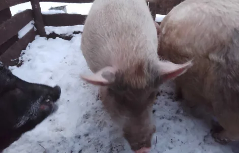 Продам свиней живым весом
