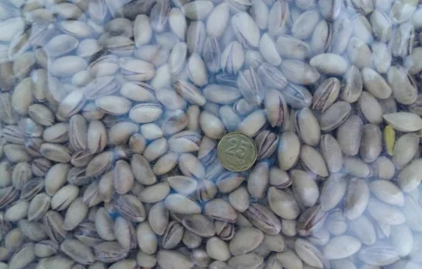 Фісташка Греція