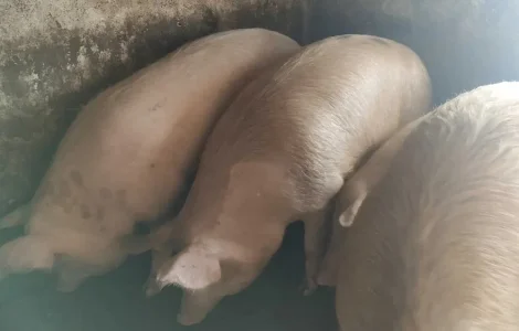 Продам свиней живой вагой 85 грн за кг
