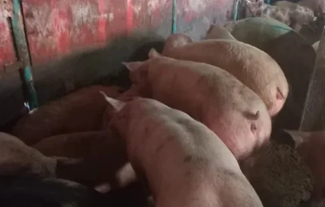 Продам свиней живым весом
