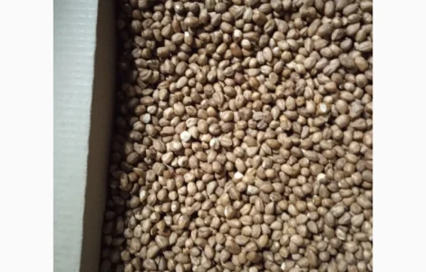 Продам фундук чищений сирий