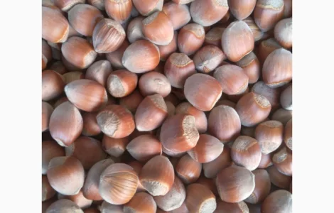 Продам фундук