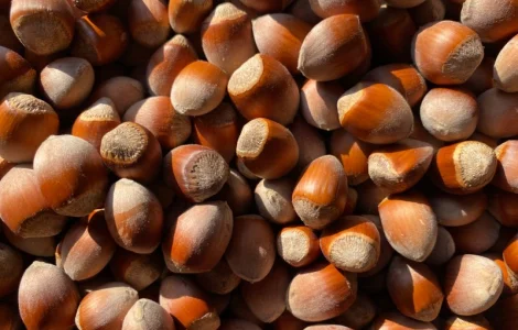 Продам фундук