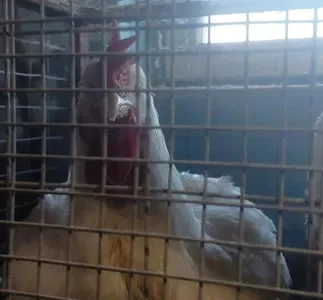 Продам бройлера живым весом. Бройлер живой вес.