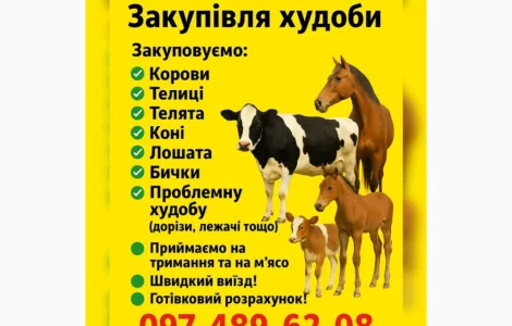 Закупка крупного рогатого скота