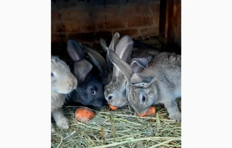 Продам кроленят Фландерів