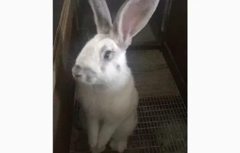 Продаю кроликов