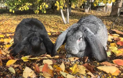 Продам кролів великої породи