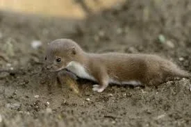 Куплю дорого живу ласку або борундучка