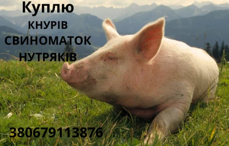 Куплю кнурів