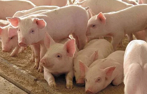 Харьковский мясокомбинат покупает свиней