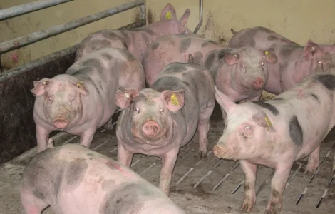 Харьковский мясокомбинат принимает свиней КРС и баранов на закупку