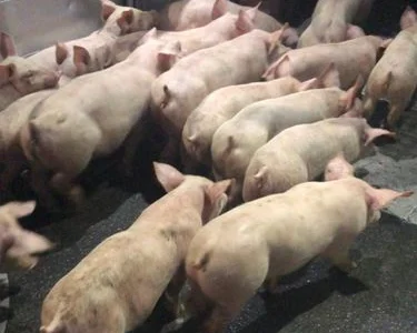 Харьковский мясокомбинат покупает свиней