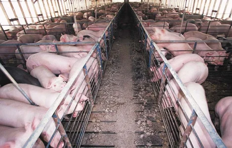 Харьковский мясокомбинат проводит закупку свиней