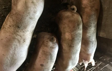 Покупаем свинок