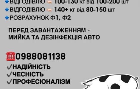 Срочно закупка свиней