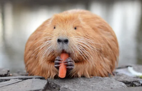 Нутрии на продажу