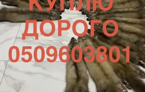 Куплю шкіри куниці ДОРОГО приїдемо самі