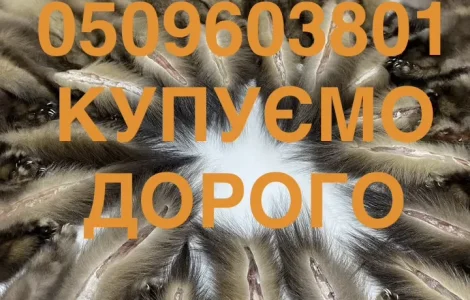 Куплю шкіри куниці купимо у оптовиків