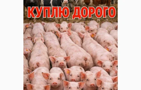 За купляємо Корів телят свині поросят