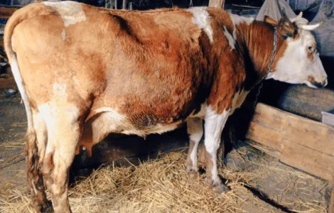 Продается корова для содержания