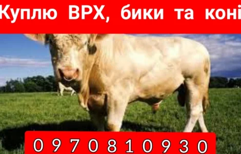 Куплю КРС