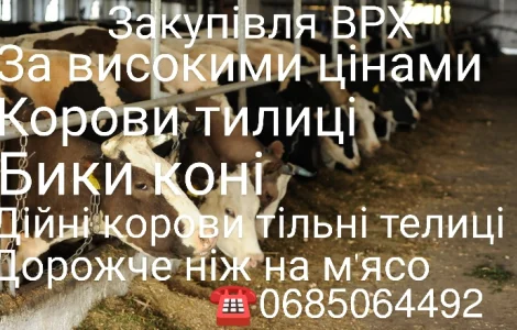 Прийом скота на м'ясо та ферму
