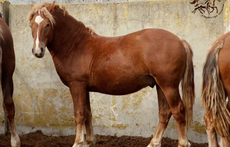 Жеребец новоалександровской породы ПРОДАЖА