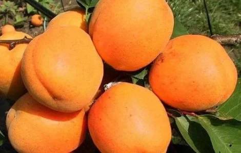 Продаються саджанці абрикоса Харгранд