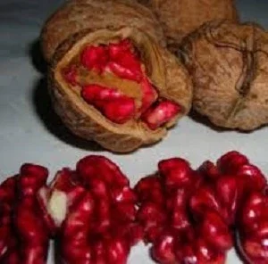 Саженцы и черенки ореха сорта Роберт Ливермор(красный)