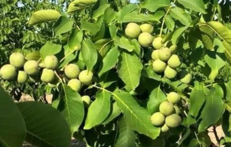 Саженцы грецкого ореха Иван Багряный - 3-летний
