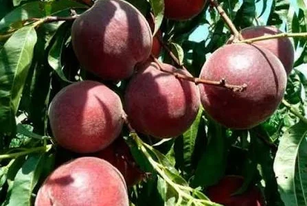 Якісні саджанці персика Роял Маджестік