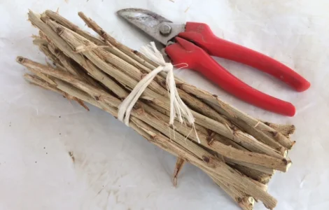 Живці фундука для окуліровки