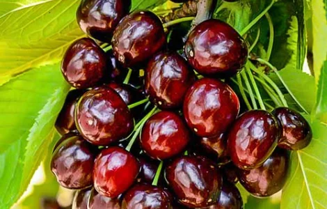 Продаются качественные саженцы черешни ДЖОРДЖИЯ