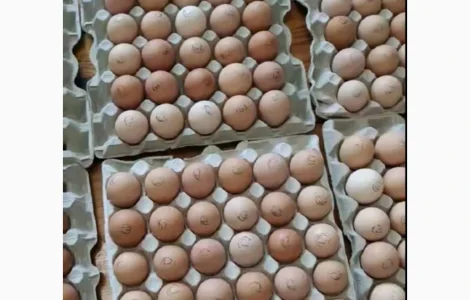 Инкубационное яйцо