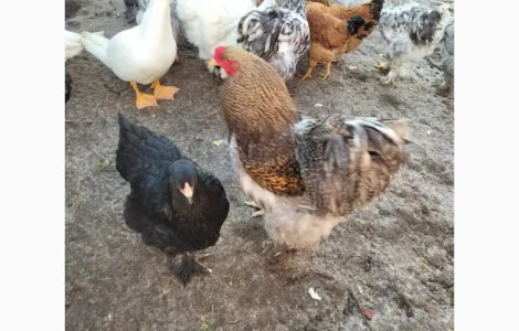Яйця для інкубацій