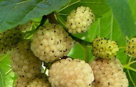 Саженцы шелковицы Белая Медовая (привитая) - 2-летний