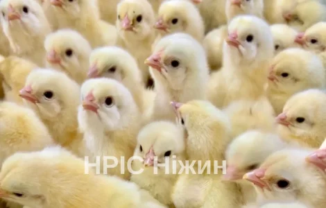 Бройлер