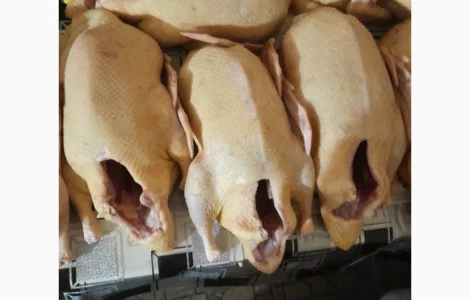 Утки домашние продам