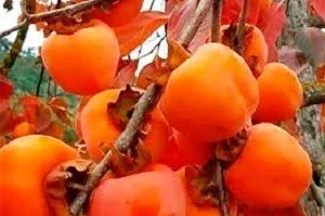 Саджанці та живці для щепленя хурми