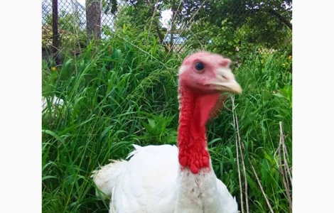 Продаю індиків Хайбрід Конвертер