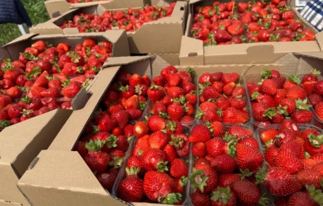 Продам саджанці полуниці
