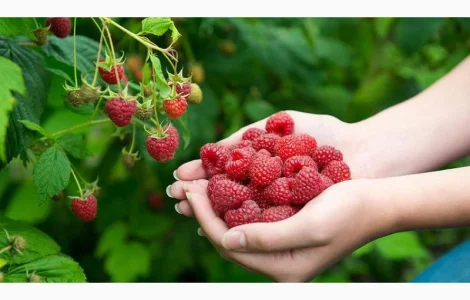 Продам саженцы малины Гленд Эмпл