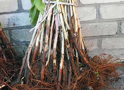 Куплю Саженцы Малины